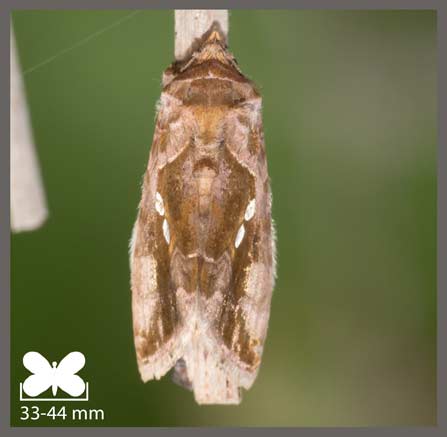 Plusie chalcite - Chrysodeixis chalcites