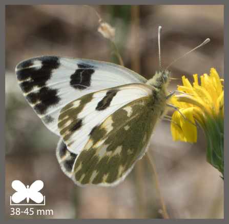 Marbré de vert - Pontia daplidice