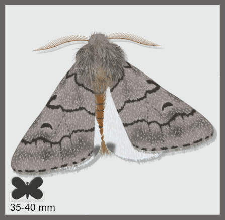 Processionnaire du Pin - Thaumetopoea pityocampa