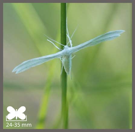 Ptérophore blanc - Pterophorus pentadactyla
