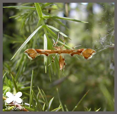 Ptérophore rhododactyle - Cnaemidophorus rhododactylus