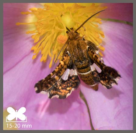 Pygmée - Thyris fenestrella
