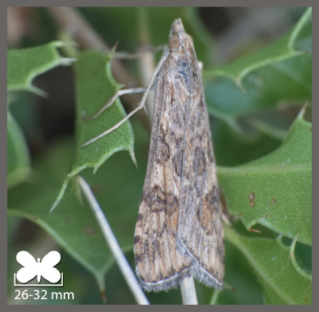 Pyrale de la Luzerne - Nomophila noctuella