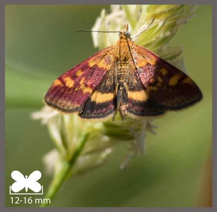 Pyrauste de la Menthe - Pyrausta aurata
