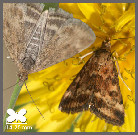 Pyrauste du Plantain - Pyrausta despicata