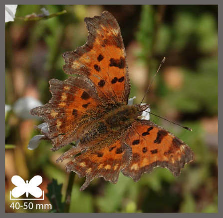 Robert-le-Diable - Polygonia c-album