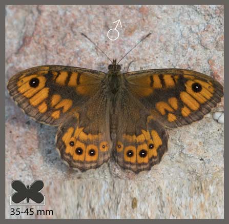 Satyre - Lasiommata megera