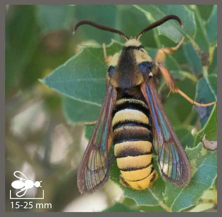 Sésie apiforme - Sesia apiformis