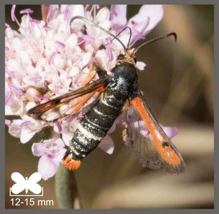 Sésie de l'Oseille - Pyropteron chrysidiformis