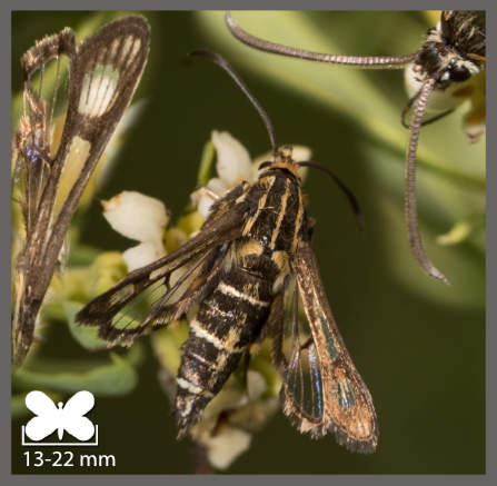 Sésie empiforme - Chamaesphecia empiformis