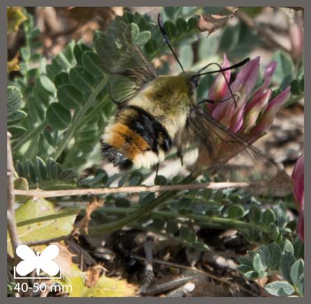 Sphinx-Bourdon - Hemaris tityus
