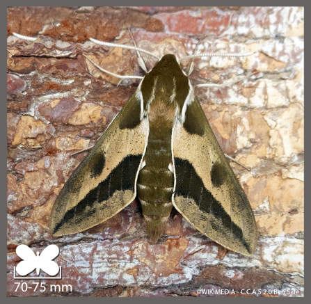 Sphinx de l'Euphorbe - Hyles euphorbiae