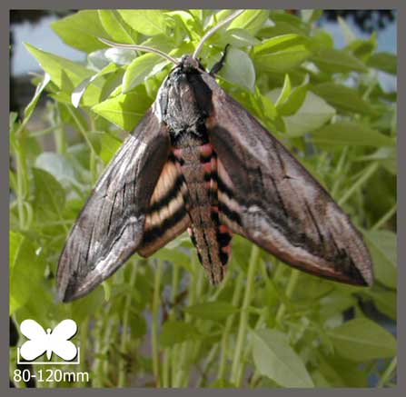 Sphinx du Liseron - Agrius convolvuli