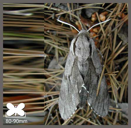 Sphinx du Pin - Sphinx pinastri