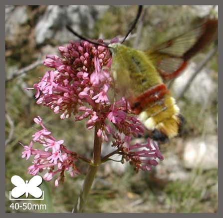 Sphinx Gazé - Hemaris fuciformis