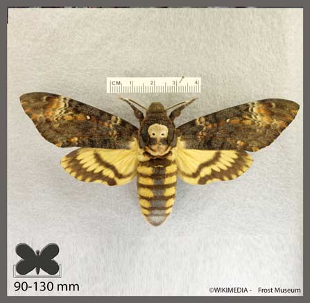 Sphinx Tête-de-Mort - Acherontia atropos
