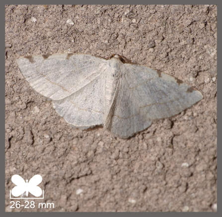 Stéganie du peuplier - Stegania trimaculata