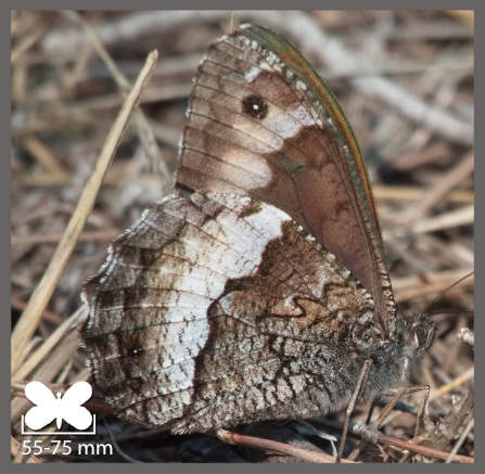 Sylvandres - Hipparchia sp.