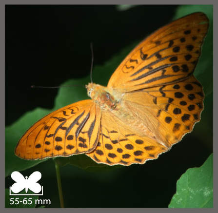 Tabac d'Espagne - Argynnis paphia