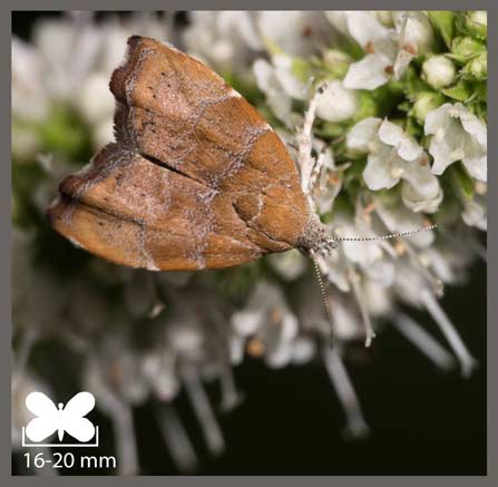 Teigne du figuier - Choreutis nemorana