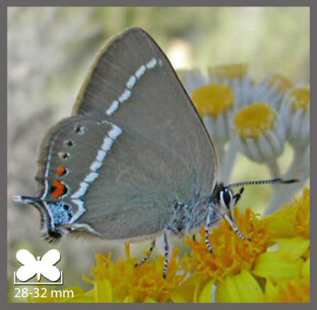 Thécla des Nerpruns - Satyrium spini