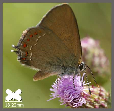 Thécla du Kermès - Satyrium esculi