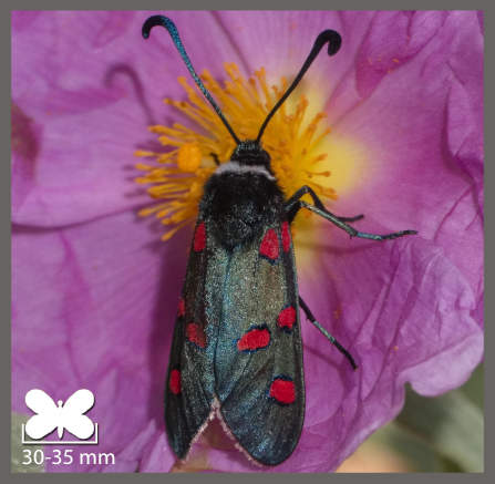 Zygène de la Badasse - Zygaena lavandulae