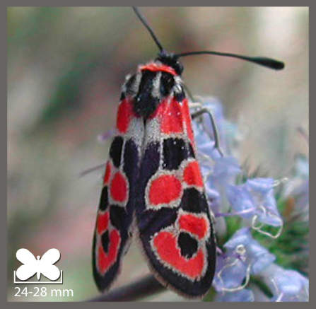 Zygène à col rouge - Zygaena fausta