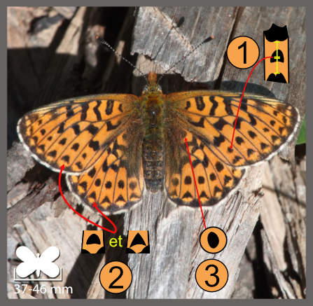 Boloria euphrosyne