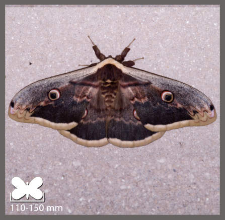 Saturnia pyri