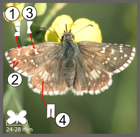 Pyrgus armoricanus