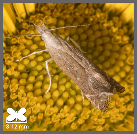 Isophrictis kefersteiniellus