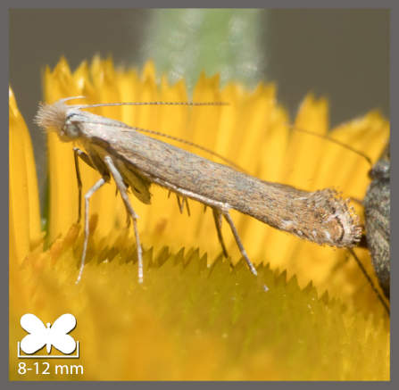 Isophrictis kefersteiniellus