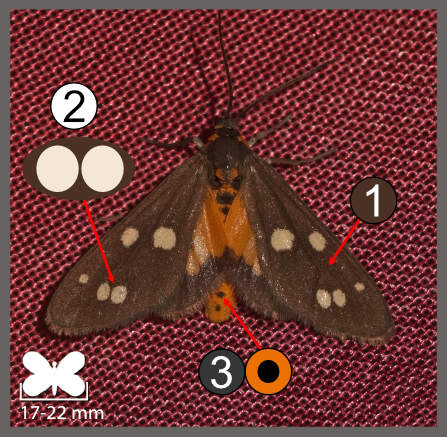 Dysauxes punctata