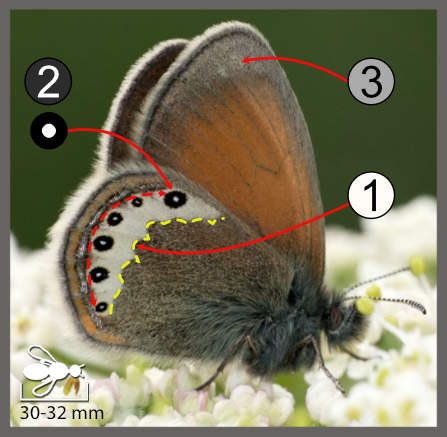 Coenonympha gardetta
