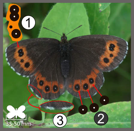 Erebia ligea