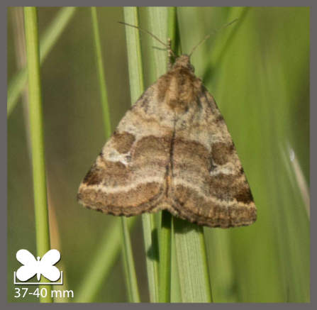 Noctuelle du Dartrier