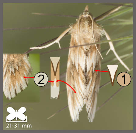 Cynaeda dentalis