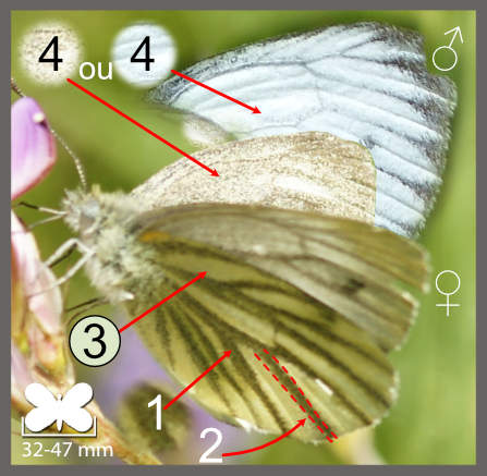 Pieris bryoniae