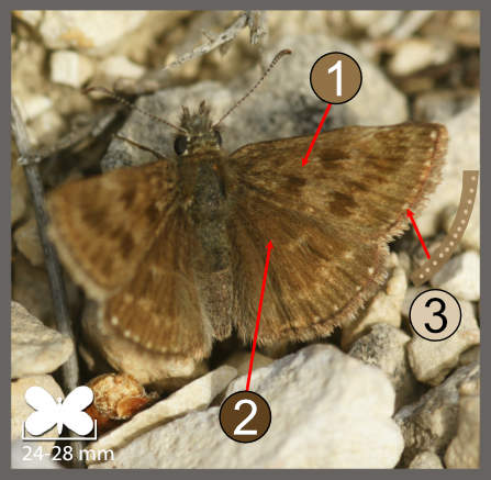 Erynnis tages