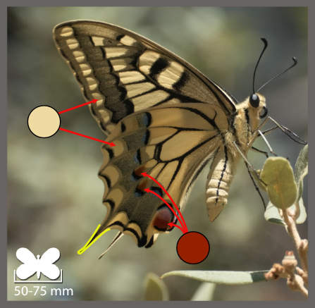 Le Machaon