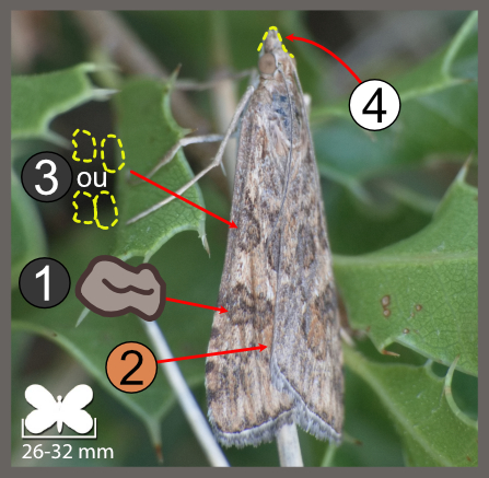 Nomophila noctuella