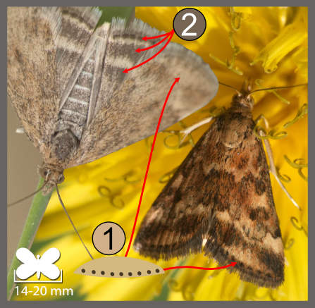 Pyrausta despicata