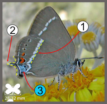 Satyrium spini