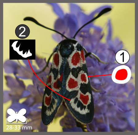 Zygaena occitanica