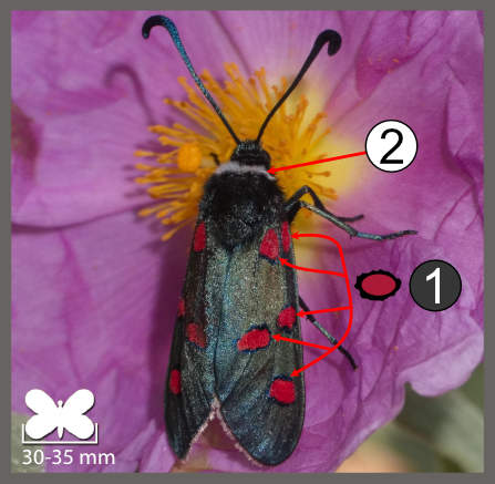Zygaena lavandulae