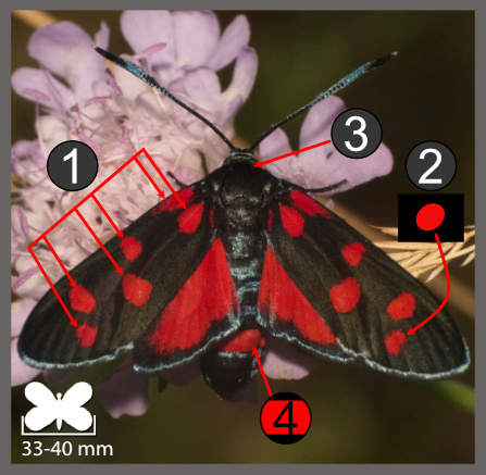 Zygaena ephialtes