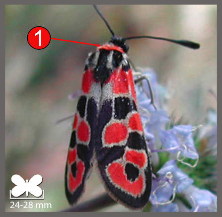 Zygaena fausta