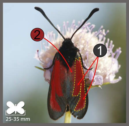 Zygaena erythrus