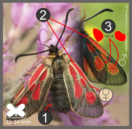 Zygaena exulans